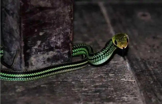 5米,背部正中有一条黄色的纵纹,体侧各有两条黑色纵纹,至体后部消失