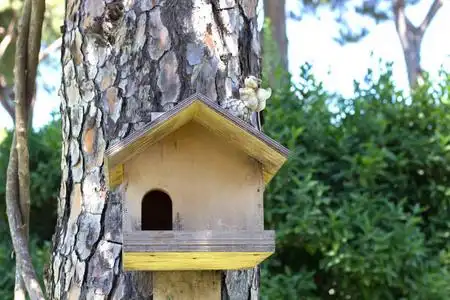 一棵树上的松鼠的家照片