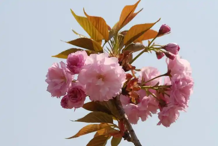 春天的花朵15-八重紫樱