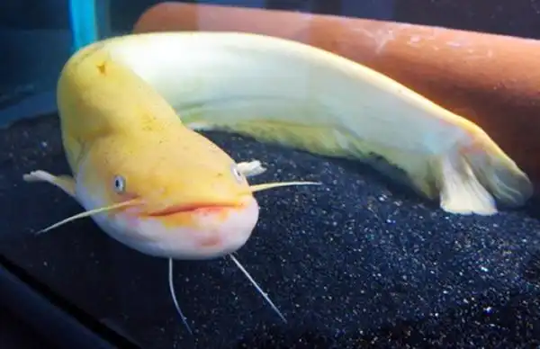 日本水族馆黄金鲶鱼变黑