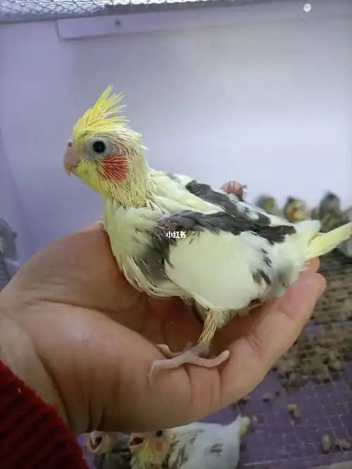 出自己繁殖的红脸高趴玄凤,出窝后家庭精养,身体好,体质棒,只有一只