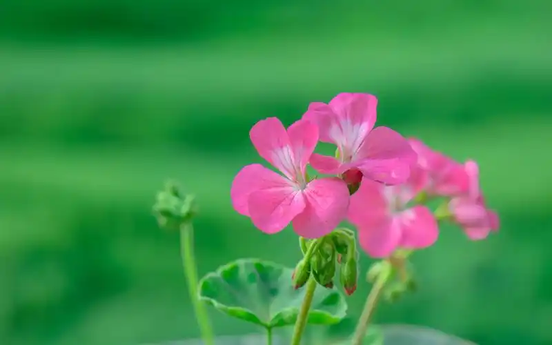清新粉嫩花卉图片桌面壁纸