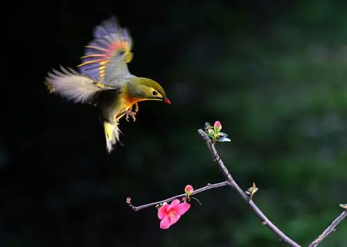 红嘴相思鸟上花枝,祝新年快乐