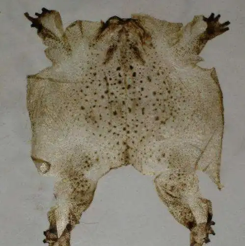 蟾蜍衣蟾衣的功效与作用及价格行情