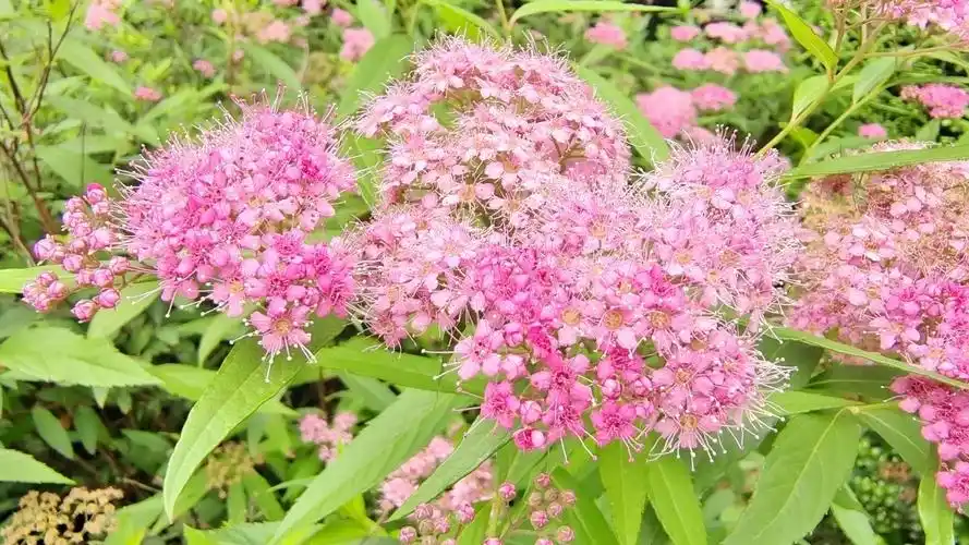 吉安随拍:花花草草之粉花绣线菊