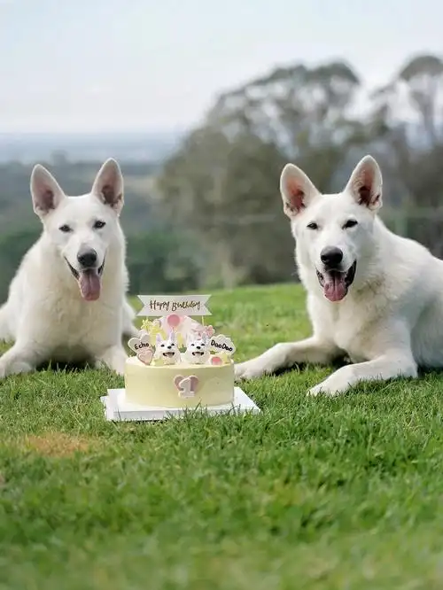 大白狼一岁啦白德牧