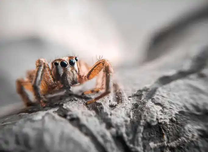 一只可怕的蜘蛛1280x1024分辨率查看