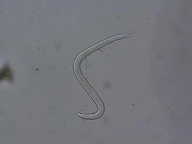 小杆属线虫可随木材传播,对国内生态环境,物种多样性存在潜在危害.