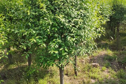 丝棉木 7.0/棵 出售华北卫矛又名丝绵木,3-8公分,裸根土球均可.