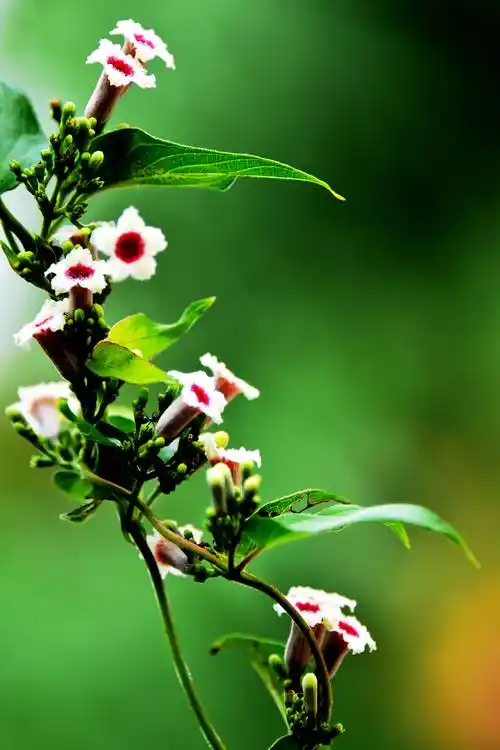 鸡屎藤,全株入药,是非常好的中草药.__财经头条