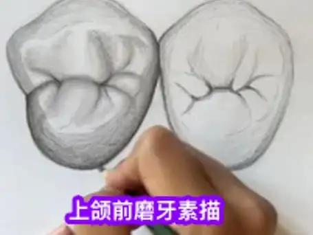 上颌前磨牙素描by dayse prado#画牙#牙匠之家