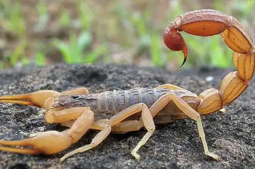 蝎子自古被树为"五毒"之首,一般人往往望而生畏,唯恐避之不及.