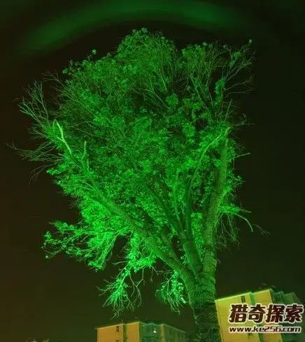 诡异魔树竟会发光世界上最亮的树魔树