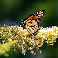 蝴蝶头像,最好看花蝴蝶微信头像美丽的蝴蝶图片