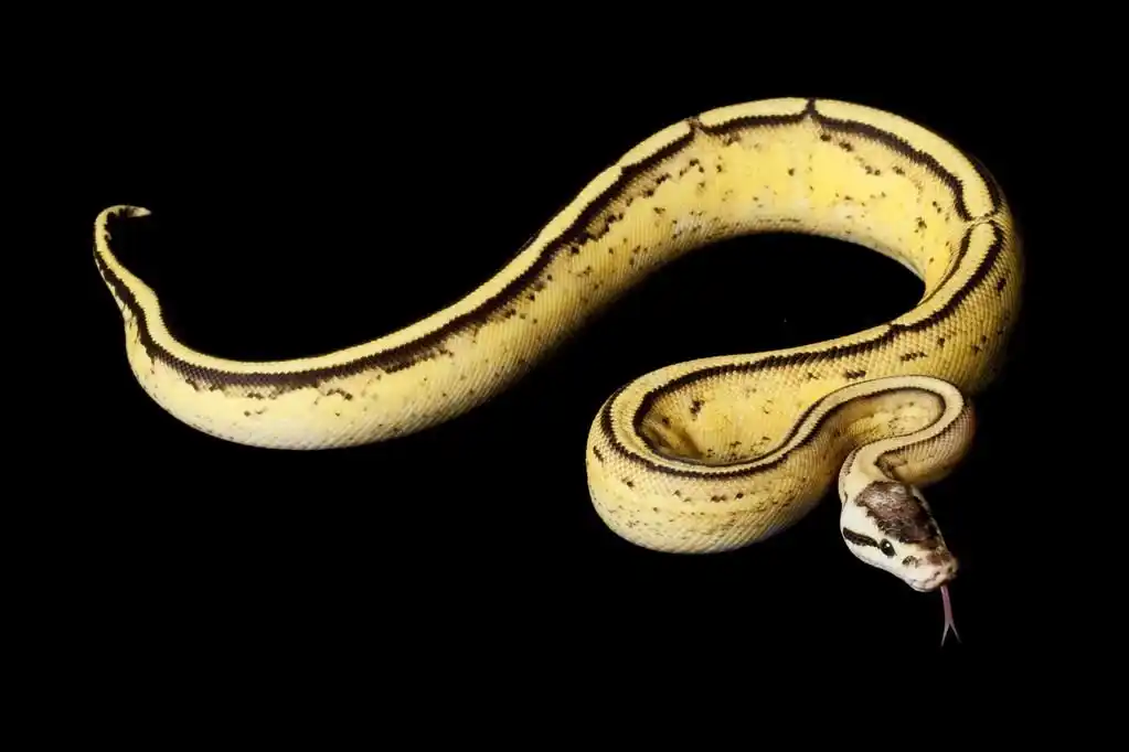 柔和的超级条纹球 python