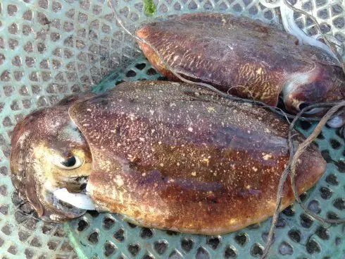 乌贼的营养价值有哪些 吃乌贼的5大好处