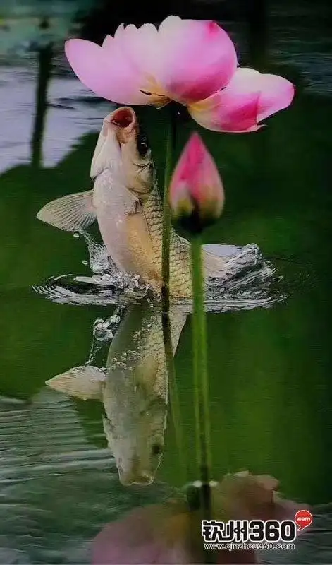 471_800竖版 竖屏