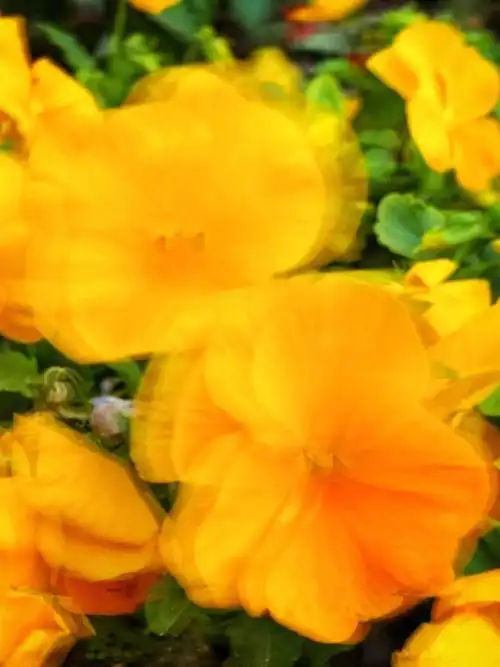 希望你也像花一样啊