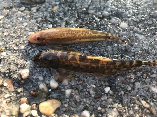 中国溪流中生长具有观赏价值的10种小型鱼类,你都见过吗?