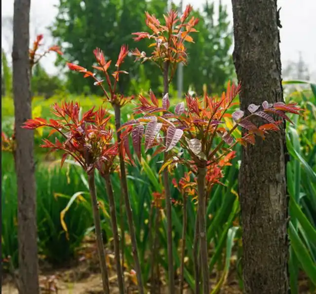 香椿树的栽培,需要及时修剪,合理修剪才能提高产量