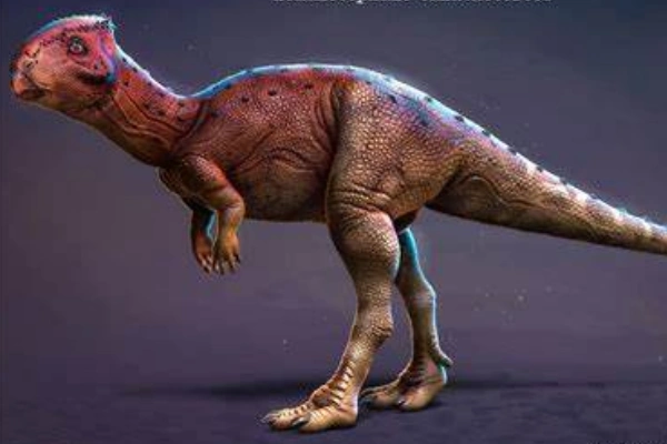 平头龙的生活习性平头龙因为头上有个扁平且厚实的头