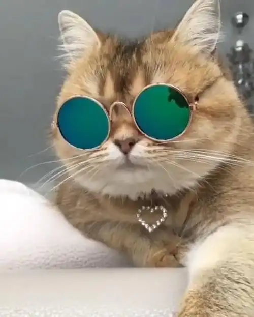铲屎官给猫咪带上了墨镜之后.这装扮我觉得ok!