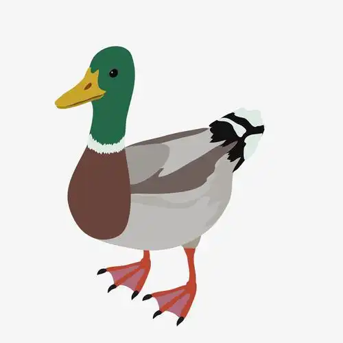 彩色花纹设计鸭子
