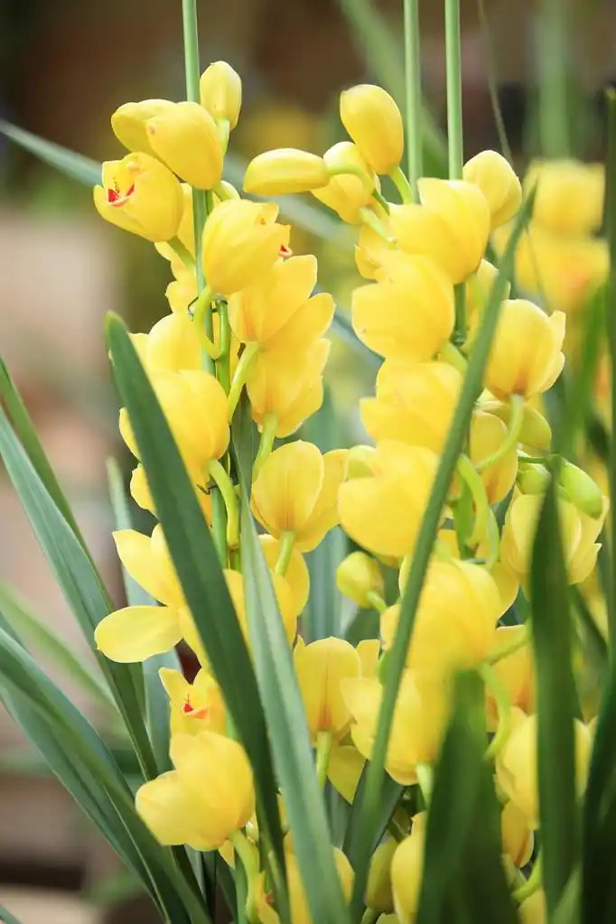 黄色大花蕙兰,美丽的黄色大花蕙兰