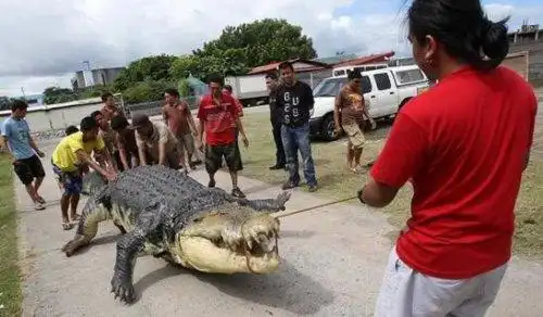 世界上最大的湾鳄洛龙排第二kalia湾鳄长7米重2吨