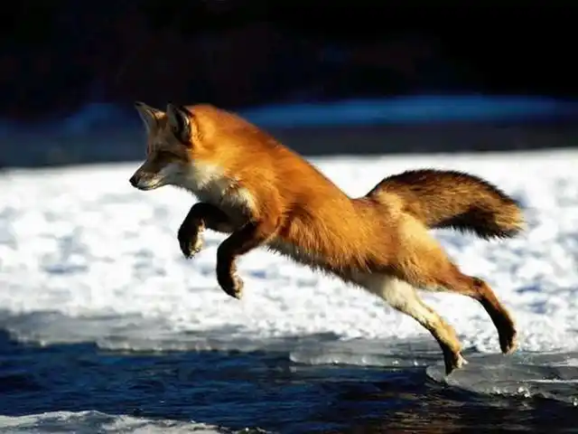 狐狸叫thefoxwhatdoesthefoxsay