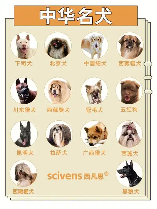 我们中国本土有很多优秀的犬种,有一些在国际上知名度很高,如北京犬