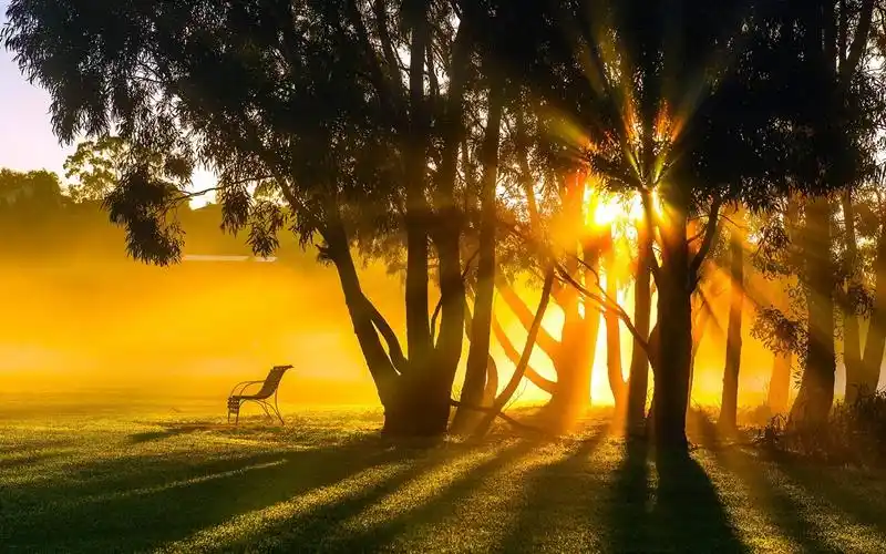 日出,早晨,雾,树木,太阳光线 壁纸