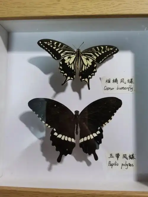 抠搜标本制作指南