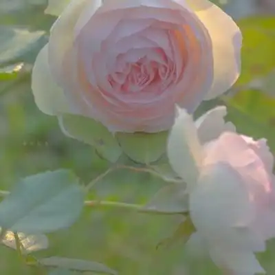 苏旬/清新仙气背景图丨该朋友圈开启仅你可见