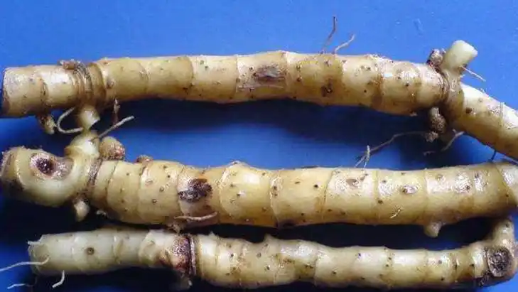 玉竹根的功效与作用,禁忌和食用方法-中医百科