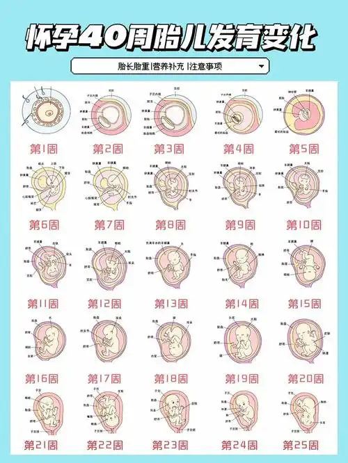 02怀孕40周胎儿发育过程!准妈妈必看