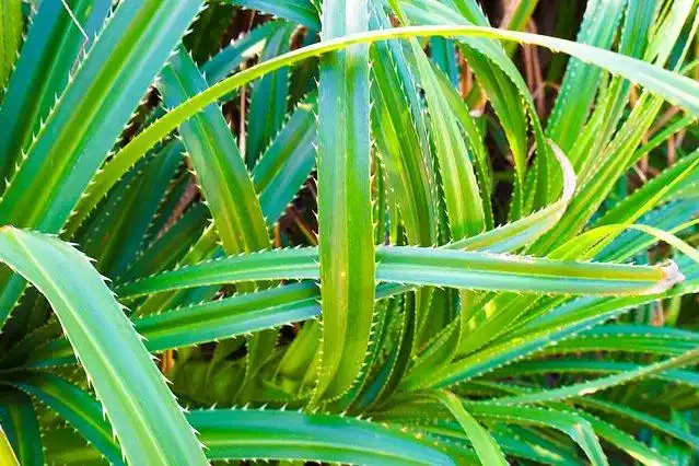 路边的带锯齿的植物,被划到应该会流血.