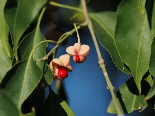 20151010丝绵木果实-睦南道公园