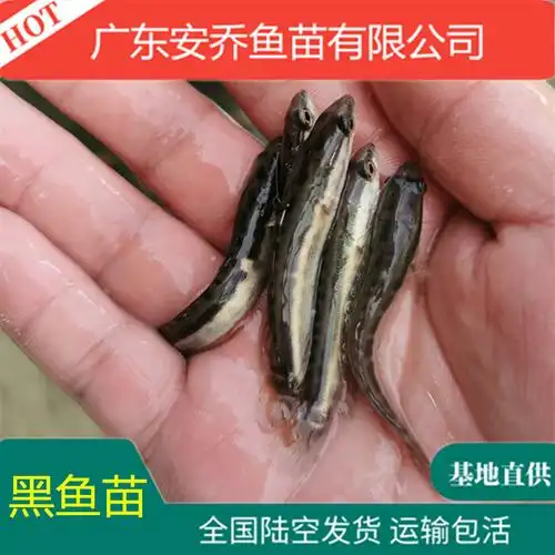 黑鱼苗 生鱼苗 乌鱼苗 杂交黑鱼鱼苗 活体黑鱼苗淡水养殖 高效益