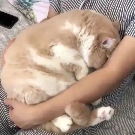 遛弯回来猫变得黏人一直往女主人怀里钻男主人得知原因后笑喷