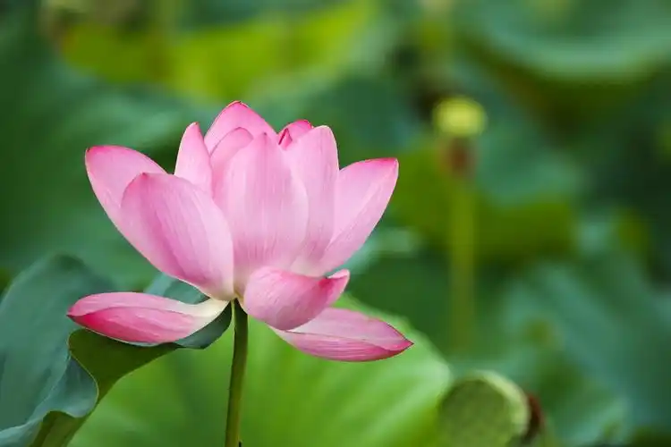 夏日里的荷花清新自然凉爽