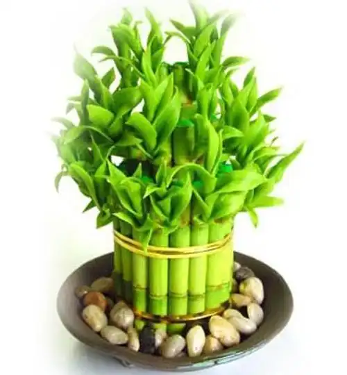 富贵竹富贵竹高清图片富贵竹富贵竹多头龙竹龙爪竹观音竹罗汉竹水培