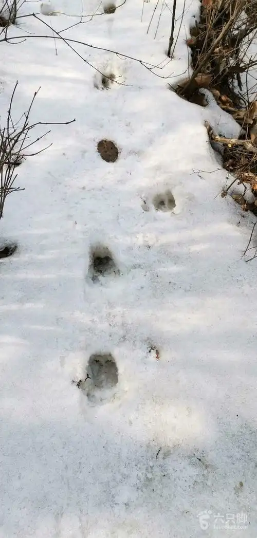 30野猪刚刚走过的脚印