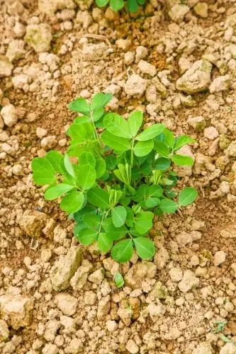 农田里种着的黄豆苗