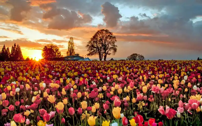 如若· 初见郁金香花海夕阳【新浪微博:高清无水印iphone萌壁纸】