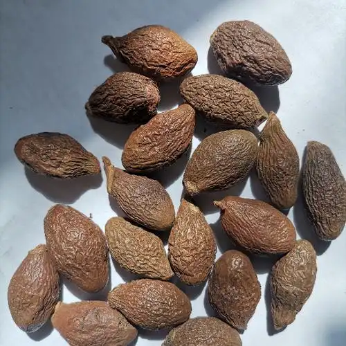 海南胖大海(规格/长果)供应_康美中药城