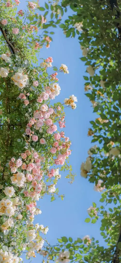 风景壁纸##花朵壁纸##锁屏壁纸##小清新