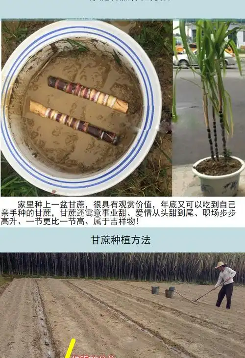 甘蔗苗种苗种子 黑皮甘蔗 红皮紫皮果蔗 盆栽地栽带芽发货 套餐一:1根