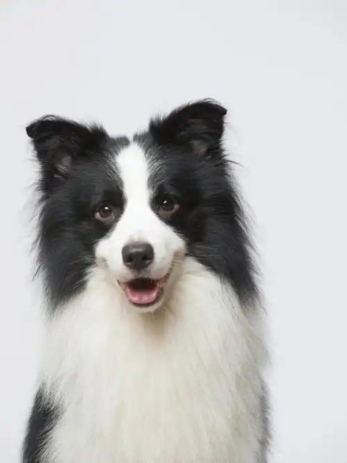 边牧拥有着赏心入目的颜值无论是小时候还是长大都好可爱