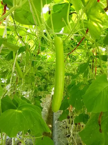 这名字好记,长长的瓜---长瓜